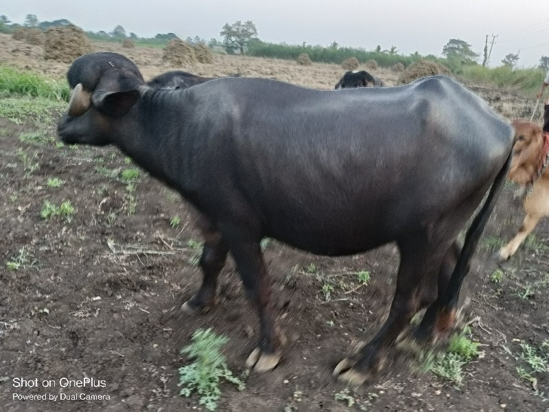 ખળેલી વેચવાની છ...