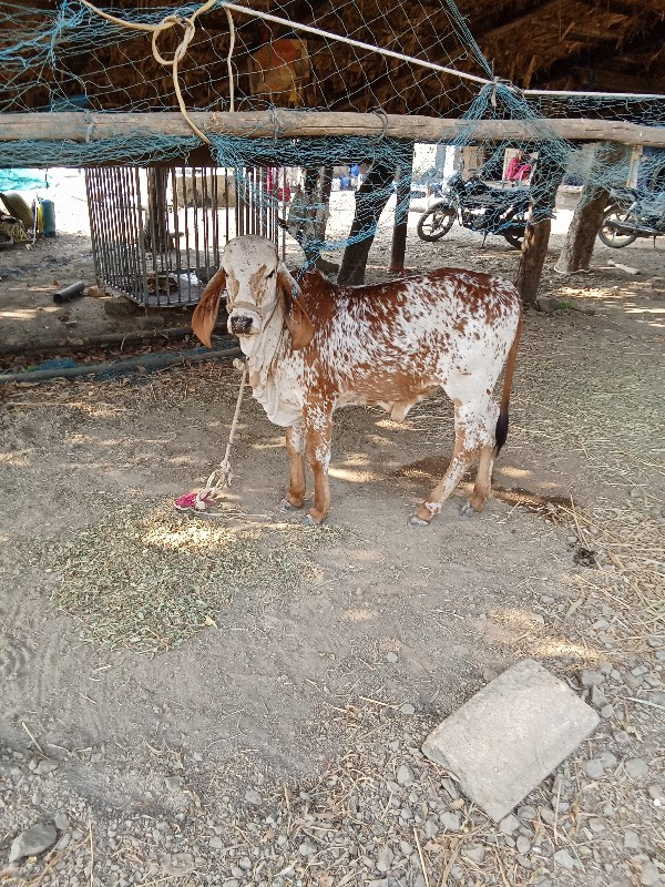 ગાય અને હોડકિ વ...