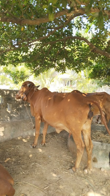 ગીર ગાય (ઓરીજનલ...