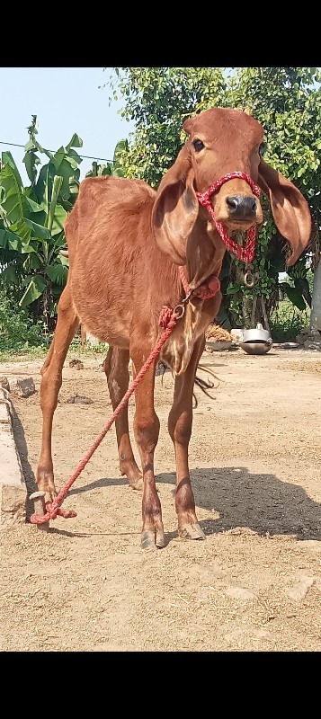 2 ગીર હોડકી વેચ...