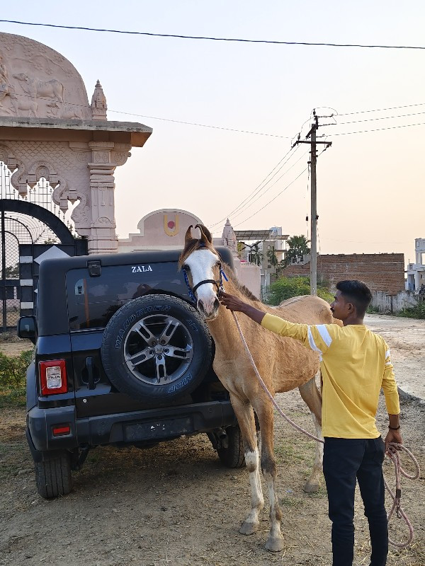 લાઈન નો વછેરો