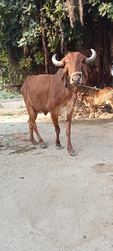 ગાય વેચવાની છે