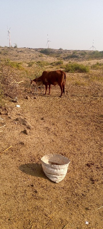 ગાય વેચાવ છે