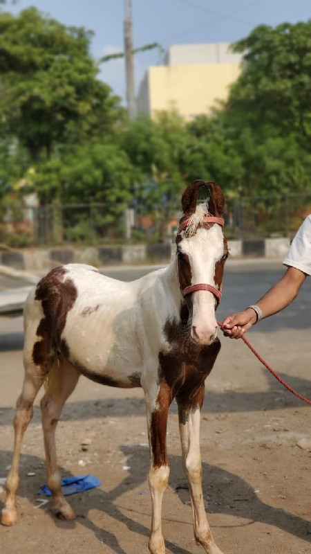 વસેરી