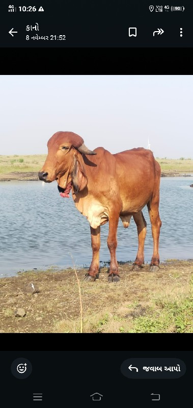 ગીર વાછડી વેચવા...