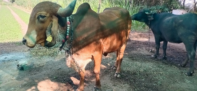 ગાય વેચવાની છે