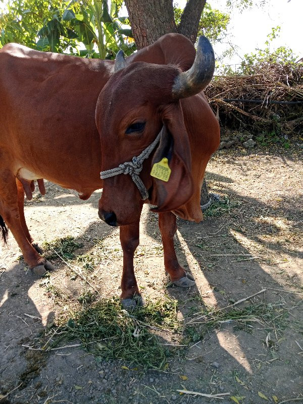 ગાય વેચવાની છે