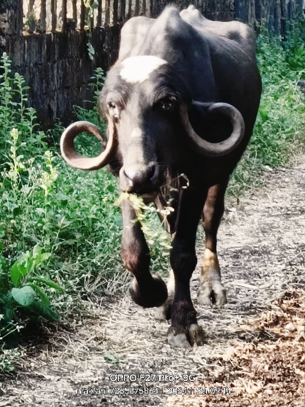 ખડાય વેચવાની છે