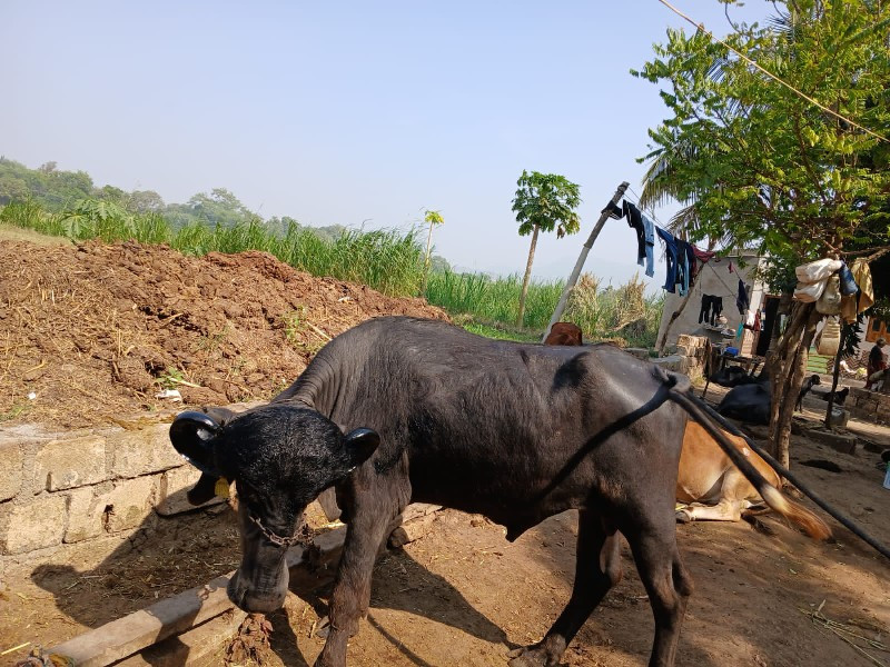 પાડો બેસવાનો સે