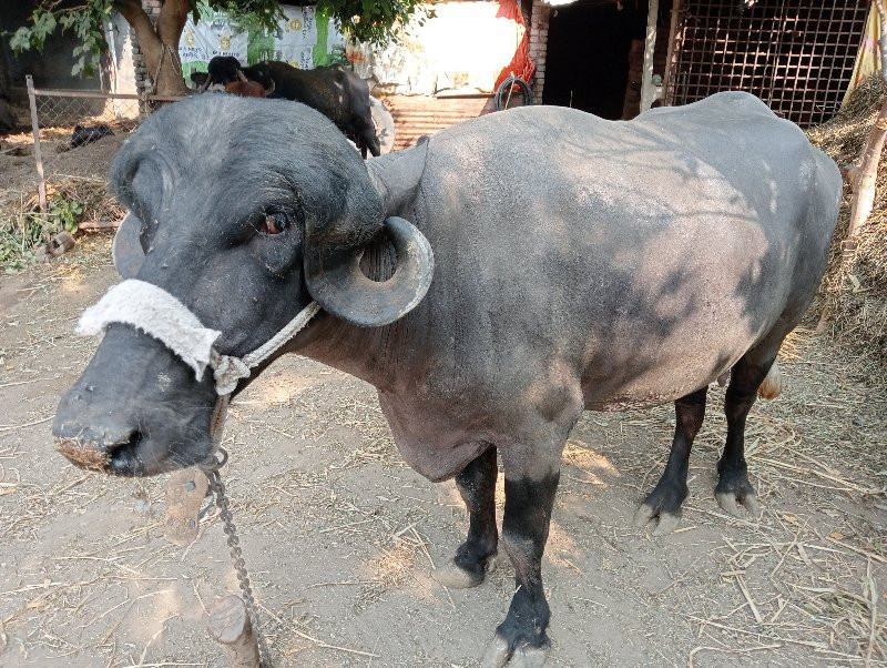 પેલા વવેતરની  ખ...