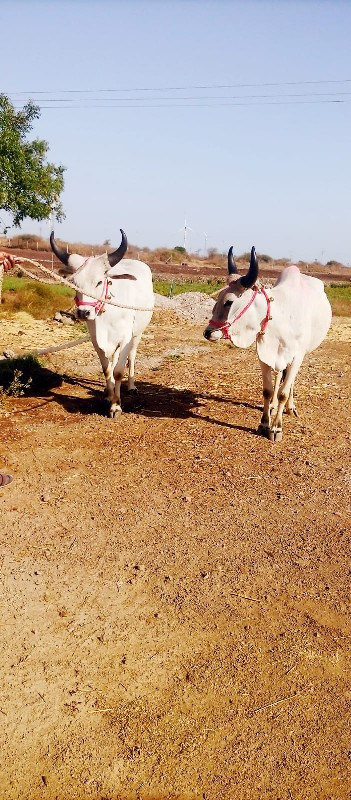 ગોઢલા વેચવાના છ...