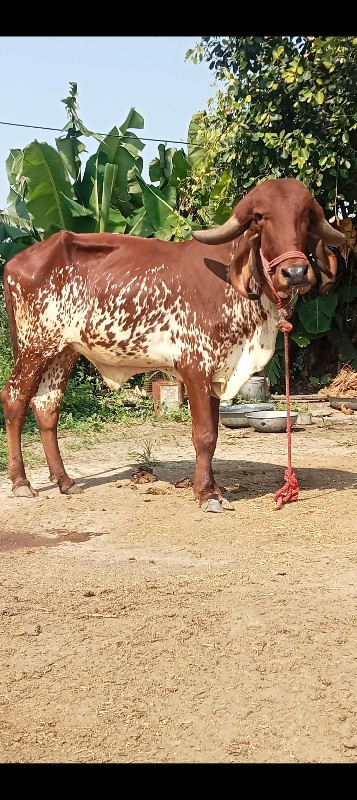 2 ગીર હોડકી વેચ...