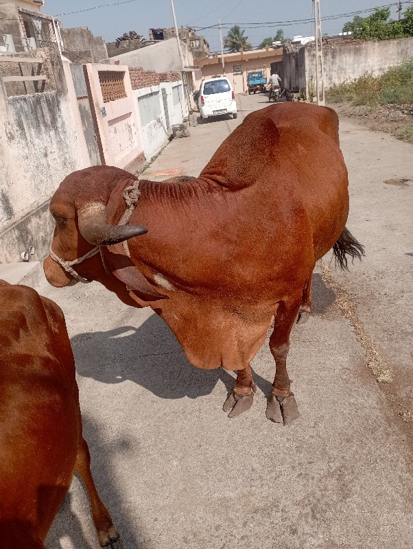 ગાય વેચવાની છે