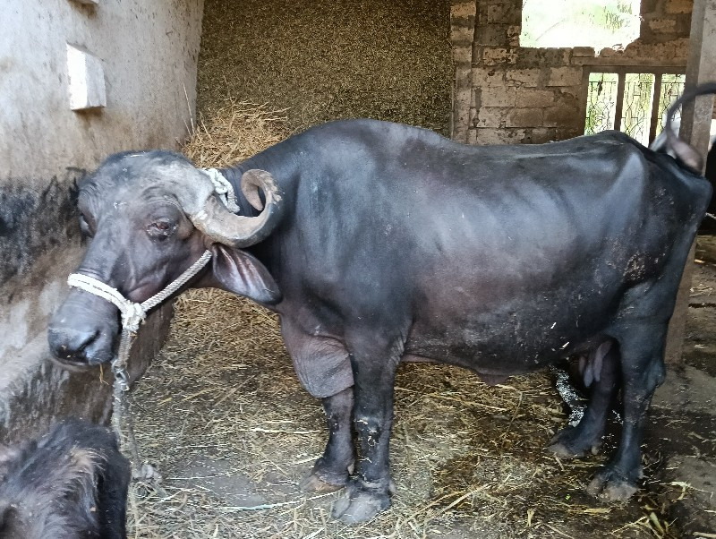 કેગસ   ભેસ વેચવ...