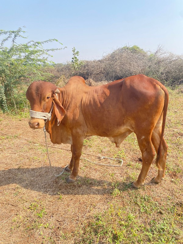 સ્વર્ણ કપિલા ગિ...