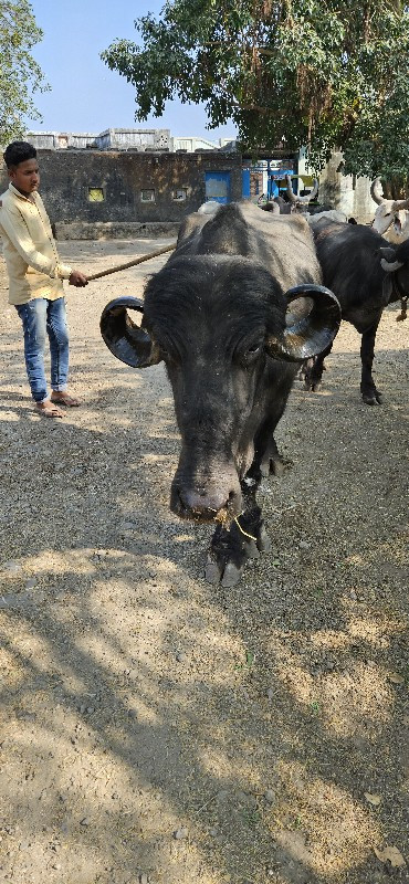 ભેસ વેચવાની છે