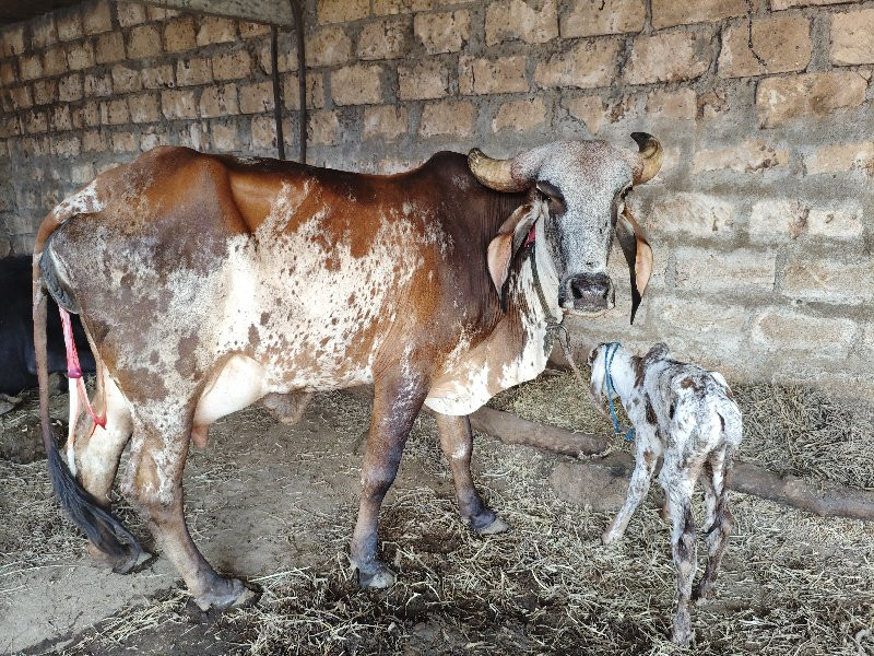 આ ગીર ગાય વેચવા...