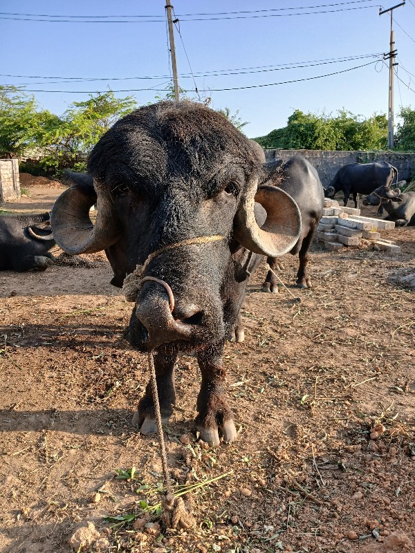 પાડો વેચવા નુ છ...