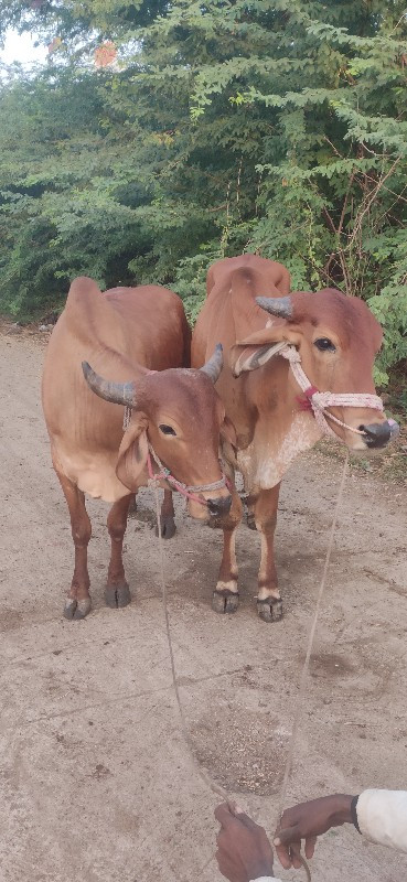 ગોડલા વેચવાના છ...