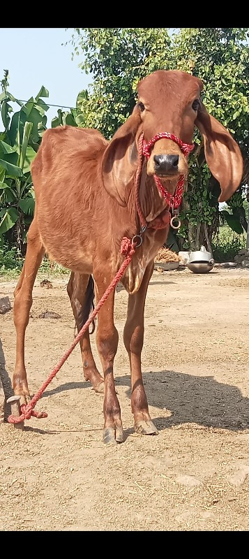 3 ગીર હોડકી વેચ...