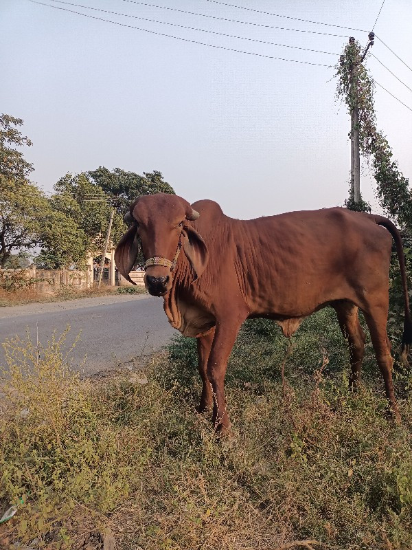 ગાય