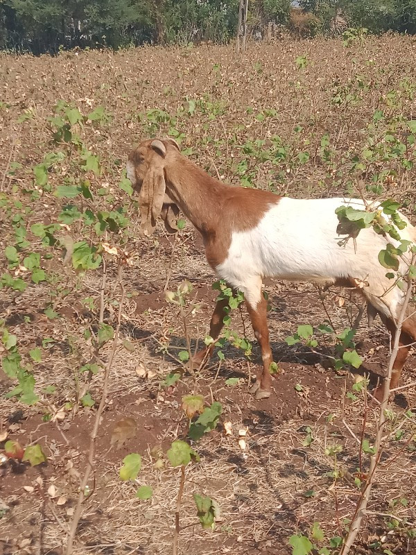 હા રાજસ્થાની બક...