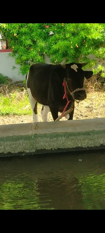 જર્સી ઓડકી સાટુ...