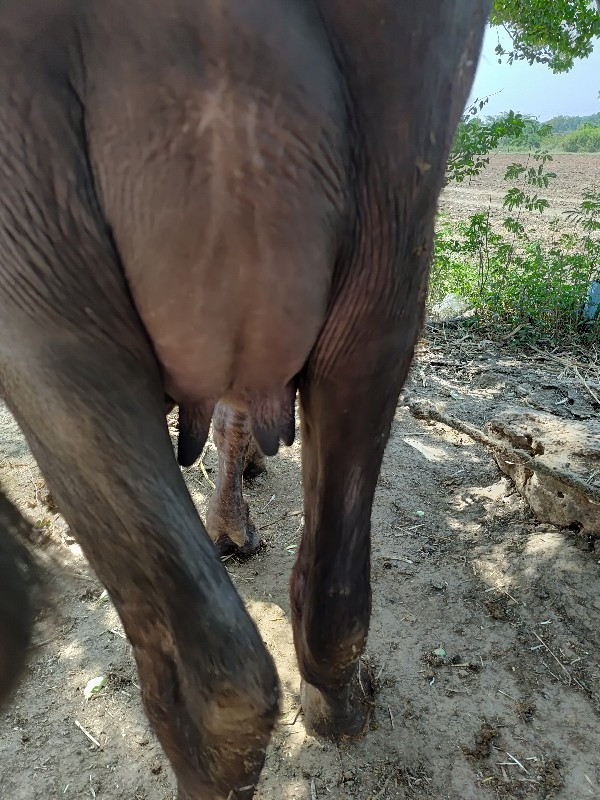 ખડેલુ વેચવાનુ...