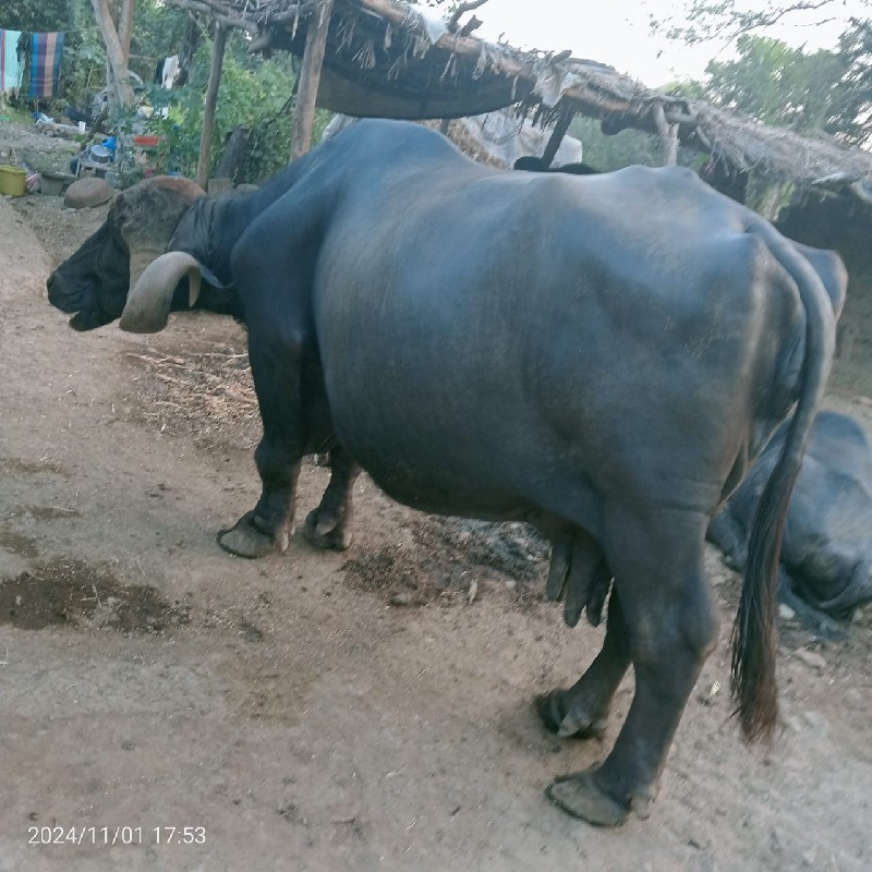 ભેંસ ૧૫ દીવસ કા...