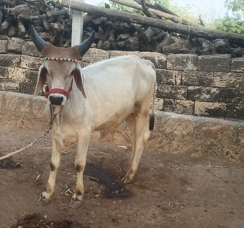 ગોઢલા વેચવાના છ...