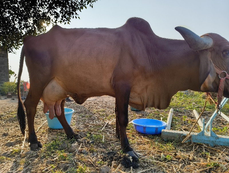 ગીર ગાય વેચવાની...