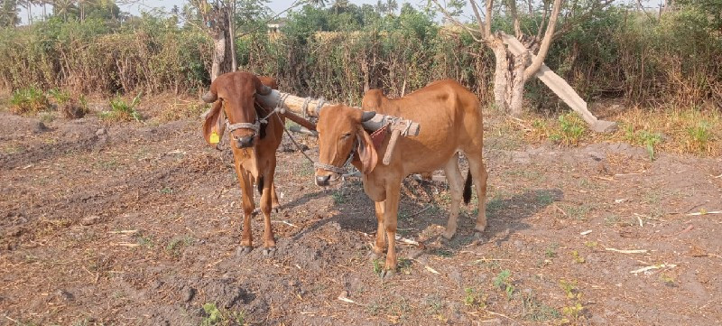 બળદ વેચવાના છે