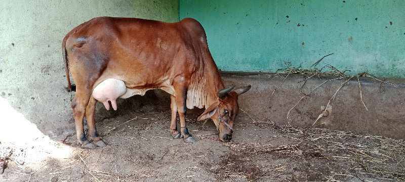 ગાય વેસવાની છે