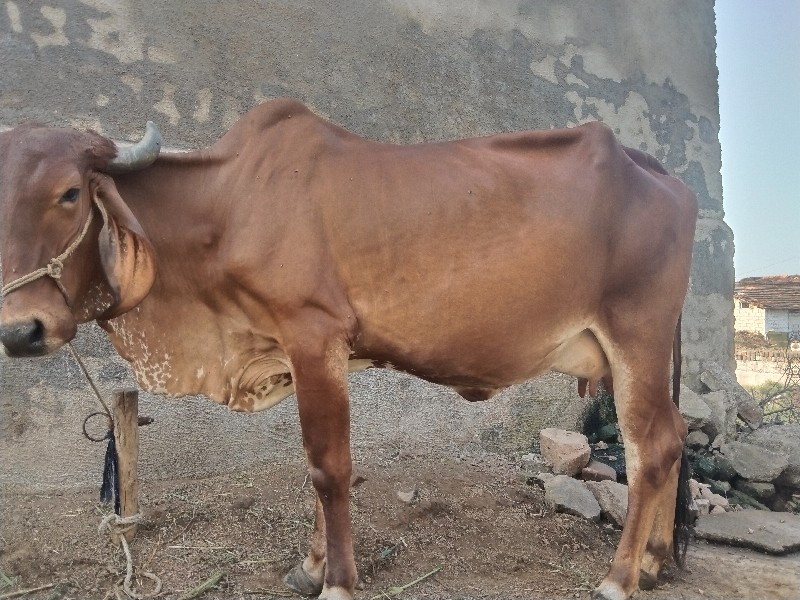 ગીર ગાય