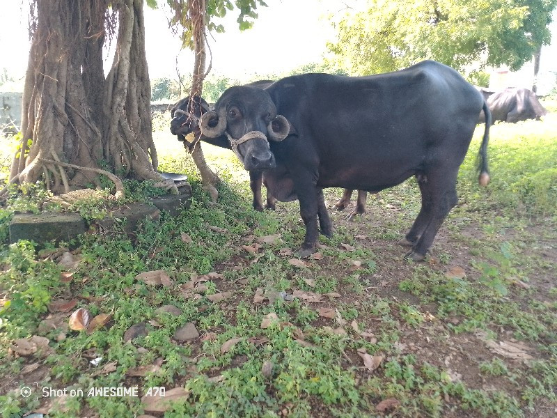 ખાડેલી વેસવા ની...