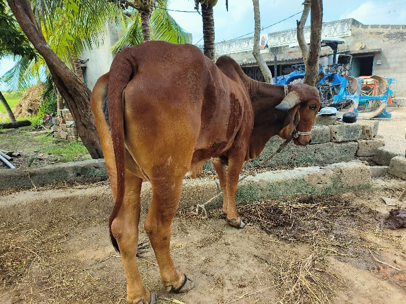 ગાય વેચવાની છે