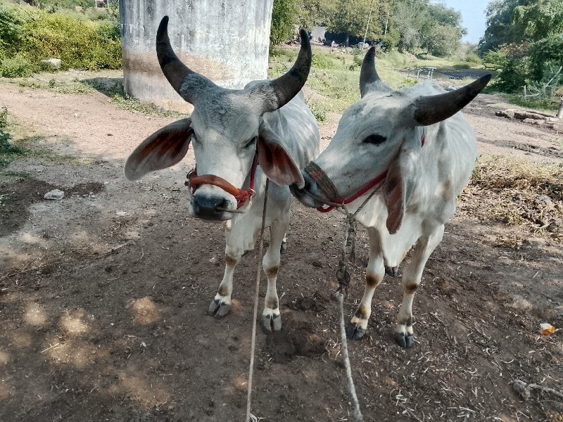 ગોઢલા વેશવાના શ...