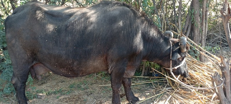 ભેંસ વેચવાની છે