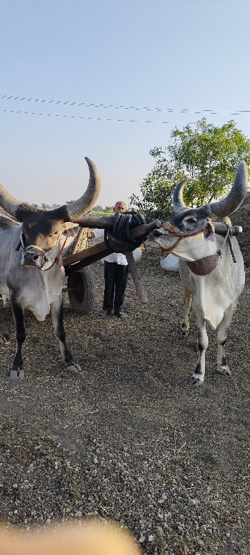 બળદ વેચવાના છે