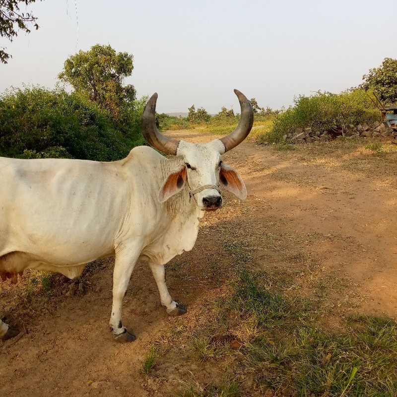 ગાય