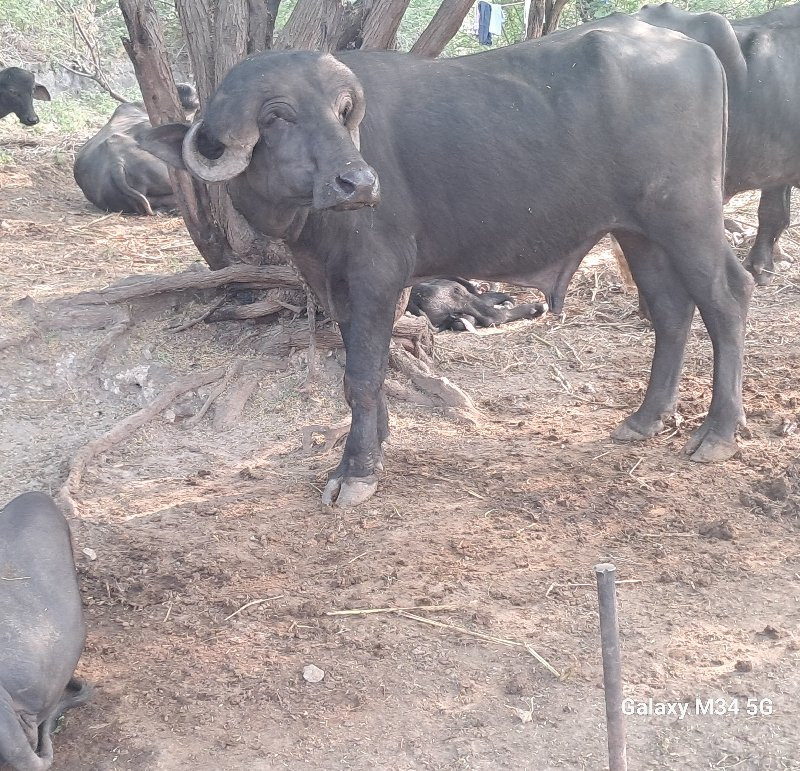 pado  vesva no...