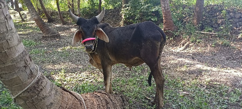 વઢીયારા વાસડા વ...