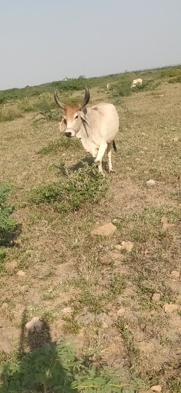 ગાય