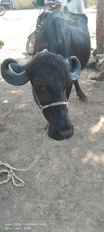 પેલવેતરીસે વીહા...