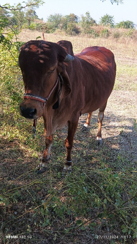 ગાય વેચવાની છે