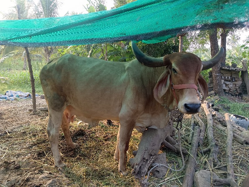 ગાય વેચવાની સે