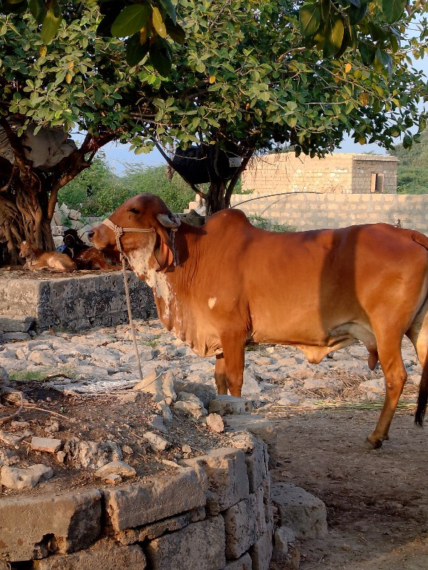 ગાય