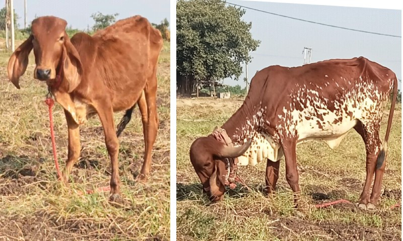 2 ગીર હોડકી વેચ...