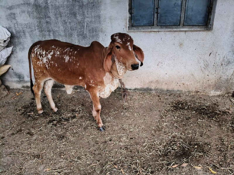 વાછડી વેચવાની છ...