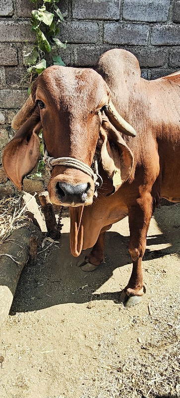 પ્યોર ગીર ગાય